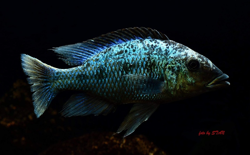 Fossorochromis rostratus